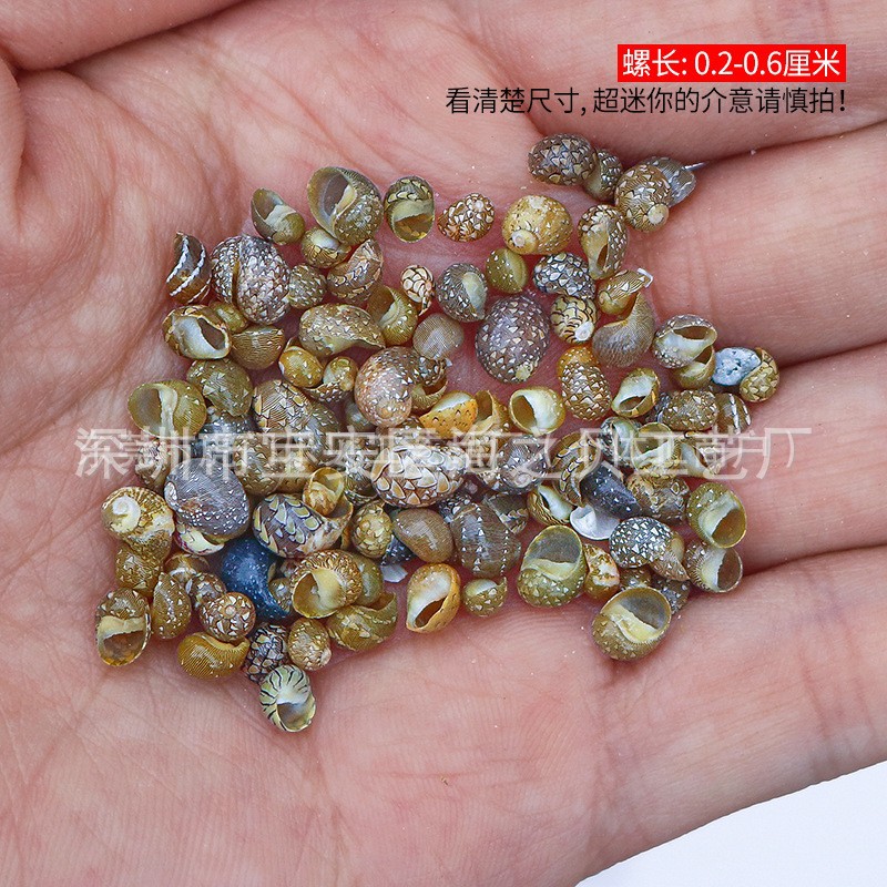 Concha Daquan natural con cera de pescado, materiales decorativos mediterráneos DIY al por mayor