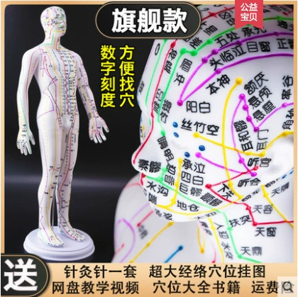 Акупунктура акупунктурные точки Модель человеческого тела Меридиана точка акупунктуры Модель Модель Двенадцать ТКМ Двенадцать медных звеньев НАК кожаная