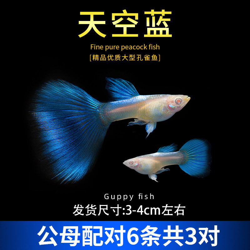 孔雀鱼精品小鱼缸观赏鱼好养耐活热带鱼活鱼天空蓝小型小鱼苗|undefined