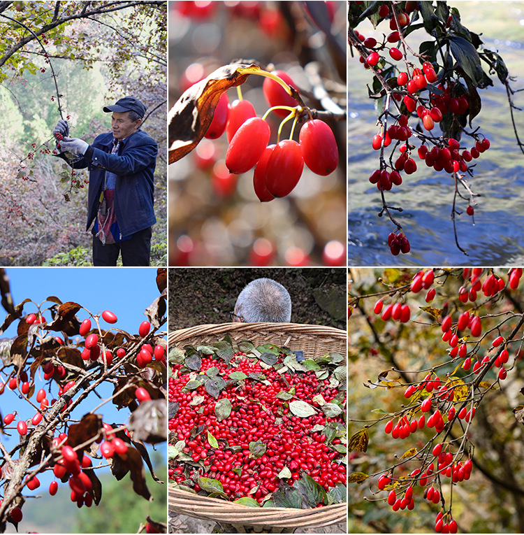 Shan Zhu Yu (Cornus officinalis) — Wild-Grown Pitted Dogwood Fruit, Sulfur-Free Dried Herb in use