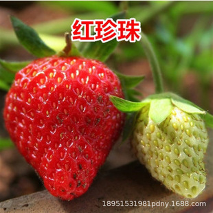 ��ݮ�����Ե���������Ѭ�t��ϱ���¶�����̨�Nֲ��ݮ�箔��Y��