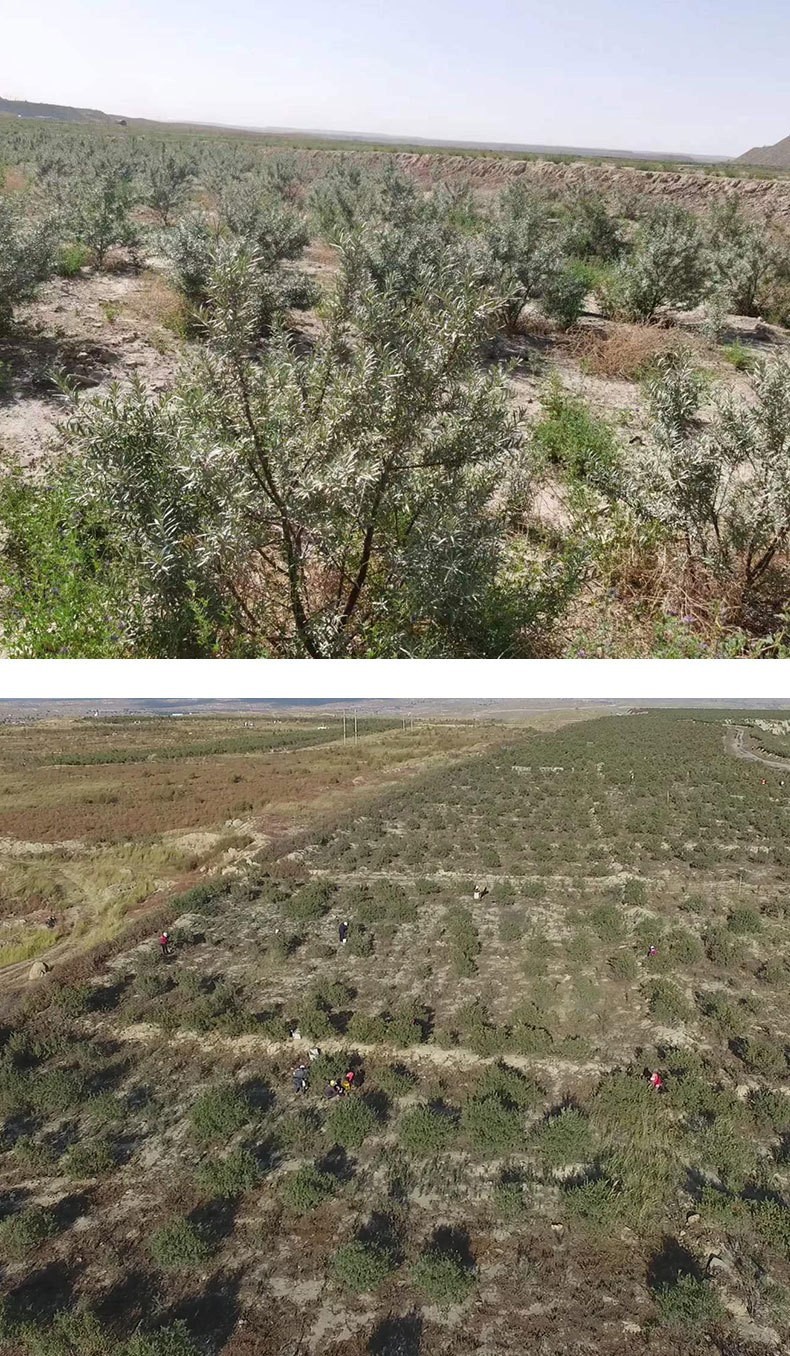 Frozen Wild Sea Buckthorn Berries Fresh Harvest Inner Mongolia 1000 kg Bulk in use