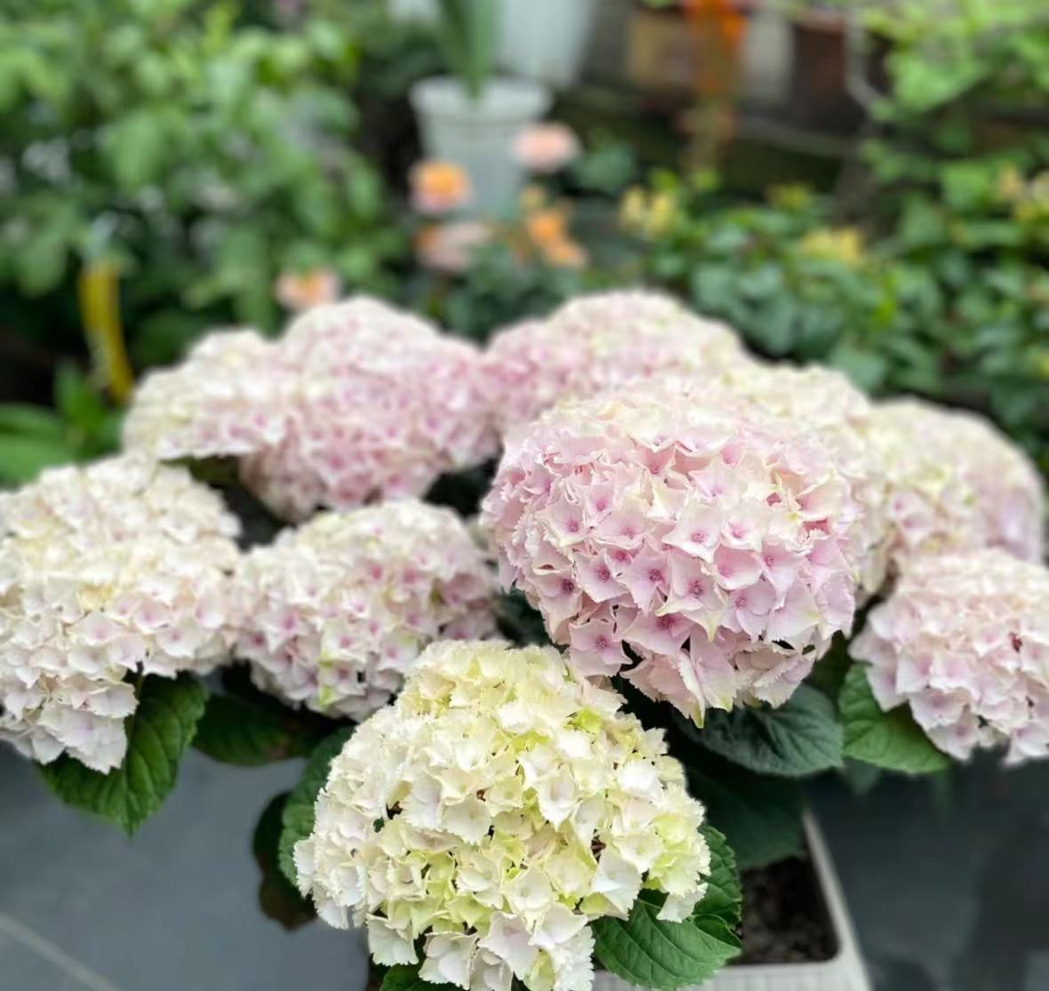 인기 파우더(매직 오션) 2갤런 - 높이 30-60cm 69.9엔 세면대 포함