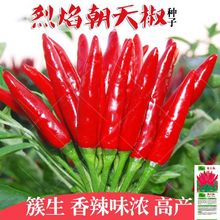朝天椒种子红小尖椒簇生单生朝天椒辣椒种子盆栽阳台大面积菜园种