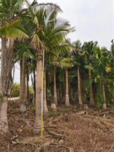 热带植物国王椰基地直供 诚远苗木 国王椰子基地广东批发四川批发