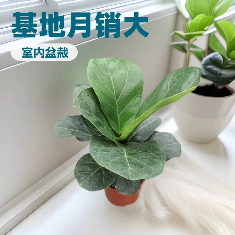 Большие ежемесячные продажи декоративных растений: баньян Барби, фикус лирика A90, комнатное мини-растение в горшке, постоянно зеленое круглый год.