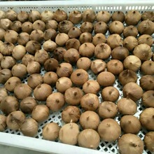 ũ��Ʒ����ӡ�����3.0-3.5cm����BRC/HACCP��֤����black garlic