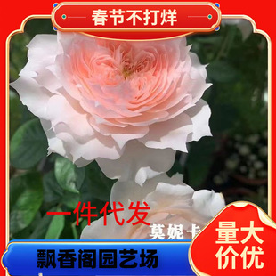 һ�����l���Ů���¼�����󻨝����ľ�¼��ļ��_���̨ͥԺ���@