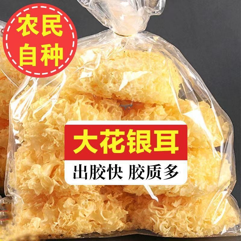 古田特产银耳新鲜干货雪耳糯白木耳 银耳莲子羹银耳源头厂家批发