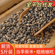 黑大麦仁当季新货小麦仁黑麦仁米粗粮五谷杂粮支持一件代发