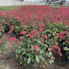 超级一串红2加仑盆栽花卉 爆仗红 炮仗红 拉尔维亚 成都花境植物