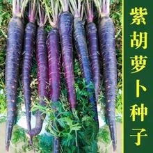 高产红胡萝卜种子农家甜樱桃水果萝卜种籽夏秋季庭院种植蔬菜种孑