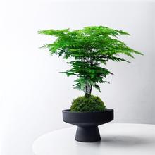 苔藓球文竹盆栽迷你托盘室内客厅办公室桌面绿植净化空气好养