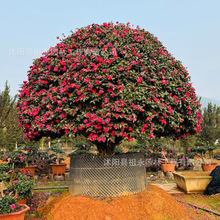 ��÷�� ��÷��������Ե����ļ������ͺ������λ���ֲ�����