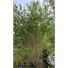 ʯС纼ݰl؛̾GľeС^I@ֵ߅