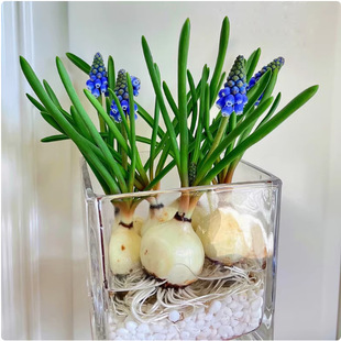 Hydroponic Grape Hyacinth Seed Bulb Soil Culture Set, Cold-Resistant and Easy to Live, Blooming in All Seasons, Indoor Balcony Potted Flower Seeds