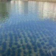 ��ˮֲ��Nֲ����R�����Ӳ�݆�~������������~��˯ɏ�ɻ��Nֲ