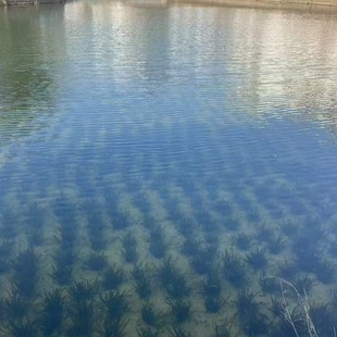 ��ˮֲ��Nֲ����R�����Ӳ�݆�~������������~��˯ɏ�ɻ��Nֲ