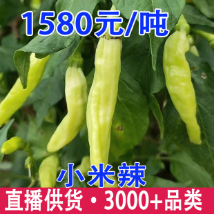 ������rҰɽ��С�׽��ݽ���������Ұ����ԭ��������