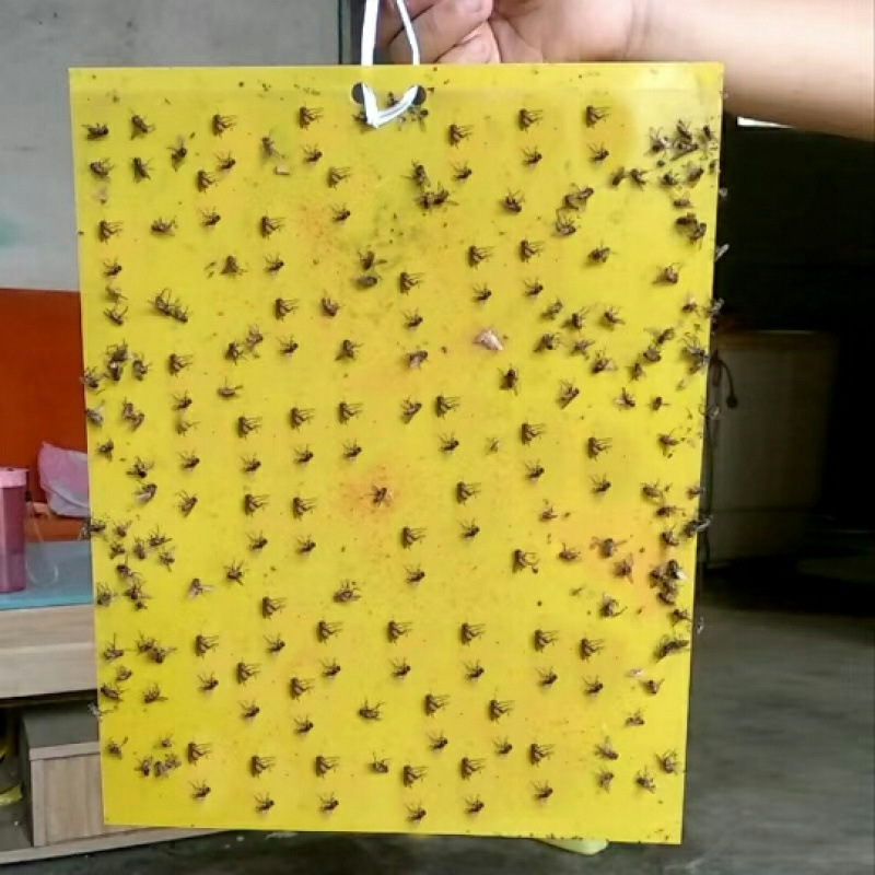 끈끈이 양면 노란색 20매 25.20 프리유인제