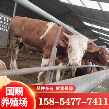 四川省活牛的价格行情 育肥西门塔尔牛牛苗肉牛犊小牛崽改良肉牛