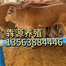 贵州贵阳养牛基地改良黄牛黄牛小牛犊多少钱什么牛好养哪里有牛卖