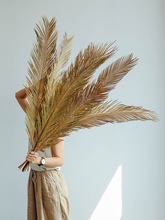 铁树叶干散尾葵叶花花材干树叶天然叶子复古植物婚庆布置装饰干花