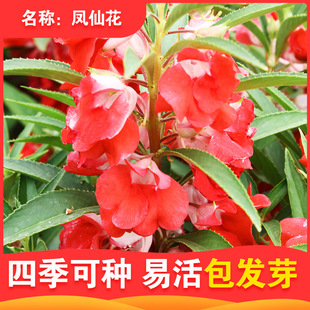 �Ї��P�ɻ��N����ָ�׻���ɫ���P���׻��ļ����ԷN���ӻ��P�ɻ�