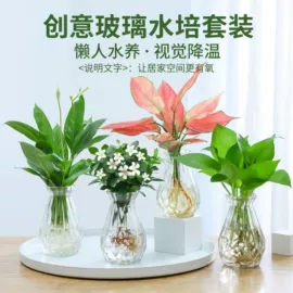 盆栽;月季蔷薇植物;种子