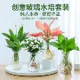 四季盆栽水生水培竹芋