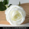 Concubine rose white