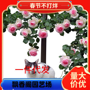 һ�����l�໨�o���Nޱ�¼�����ʮ����ͥԺ�����̨�ļ������߽���