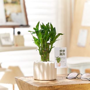 ���F�񲽲������҃ȾGֲ�k����������BС����ֲ������՚��Ĳ���