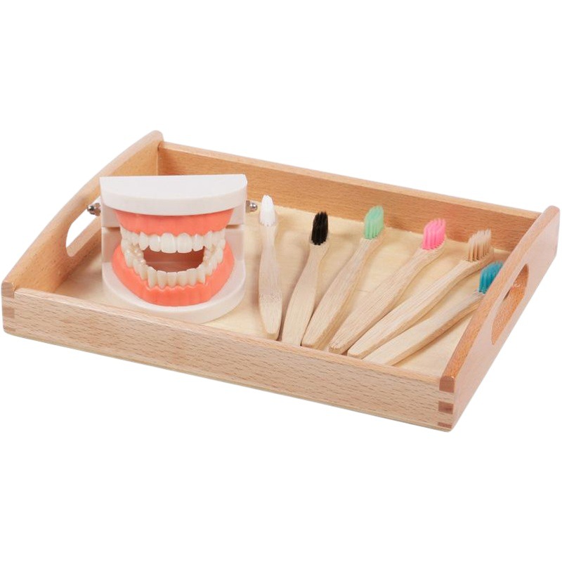 Montessori ayudas didácticas niños cepillado y lavado traje educación temprana juguetes educativos dentadura diente modelo kindergarten dientes cognitivos