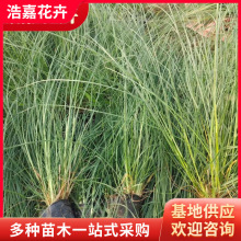 小兔子狼尾草盆栽苗 青州观赏基地 紫穗狼尾草青州花卉基地供应苗
