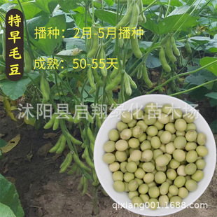 �rʳ����ë���N������߮a�ඹ�S���˶��ض��N�Ѵ��ļ��߲˷N����