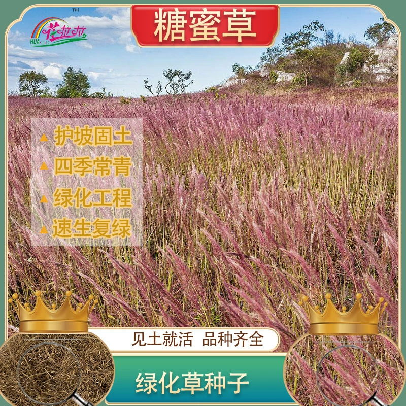 Проект по защите склонов и озеленению Многолетние семена медовой травы устойчивы к холоду и засухе