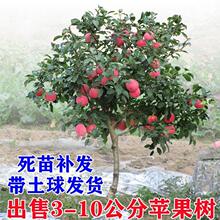 һ�����l�O�������޽Ӱ����t��ʿ������С�u�Ĺ��ϱ�������ͥԺ