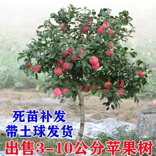 一件代发苹果树果苗嫁接矮化红富士冰糖心小鸡心果南北方盆栽庭院