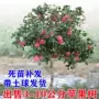 庭院嫁接盆栽矮化果苗