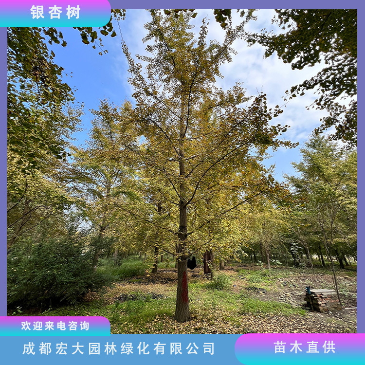 银杏苗圃种植白果树基地直发银杏树盆栽地栽行道绿化批发银杏大树