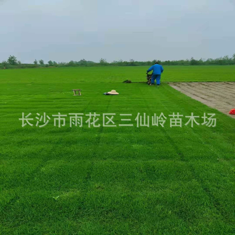 Оптовая продажа газон газон, трава Манила Хунань местный газон морозостойкая растительность