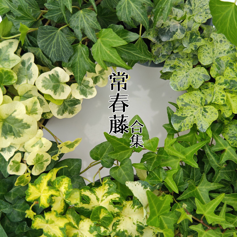 Bianxi Ivy Snow Ying Snow Firefly Moonlight Lamp Japanese Style Ins Wind Climbing Vine Viewing Indoor Green Plants Outdoor Flower Mirror