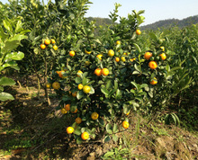 ����֦�����t�̹����Ƥ�̘��癎������^�޽�����]