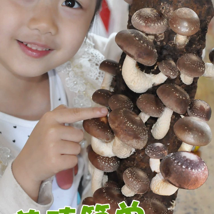 Pleurotus ostreatus гриб палочки для выращивания съедобного выращивания ароматных золотых игл для выращивания грибов
