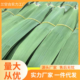 Fresh Large Wild Rice Leaves for Large Meat Zongzi, Dragon Boat Festival Large Rice Leaves, Reed Leaves Manufacturer