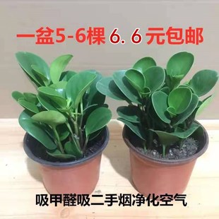 ����Gֲ������ȩ���֟��҃ȿ͏d����С���ԾGֲ����С��ˮ��ֲ��