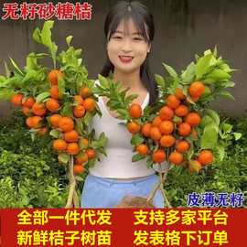 橘子树苗 春见桔子苗 砂糖橘苗 金桔苗橘子苗盆栽地栽 粑粑柑树苗
