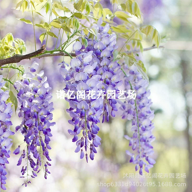 Глициния цветок саженец вьющееся растение вьющийся цветок стена двора четыре сезона цветение лоза Глициния Цветок рассада Горшечное растение