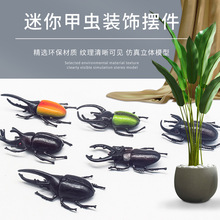 甲蟲類昆蟲 甲蟲類昆蟲批發 促銷價格 產地貨源 阿里巴巴